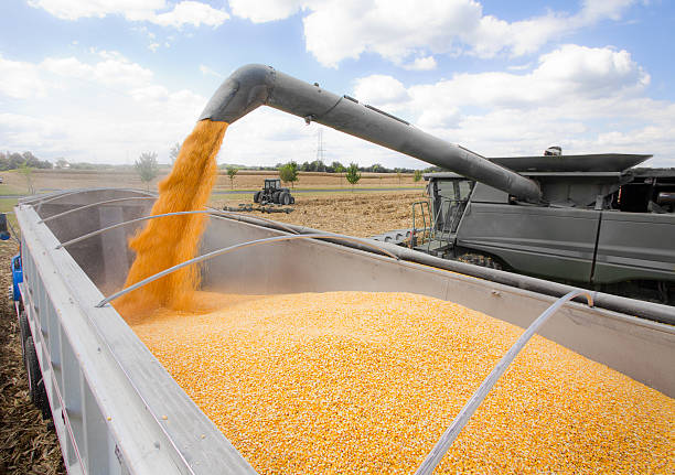 Pouring harvested corn into storage