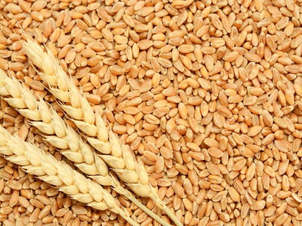 Golden wheat heads in a farm field